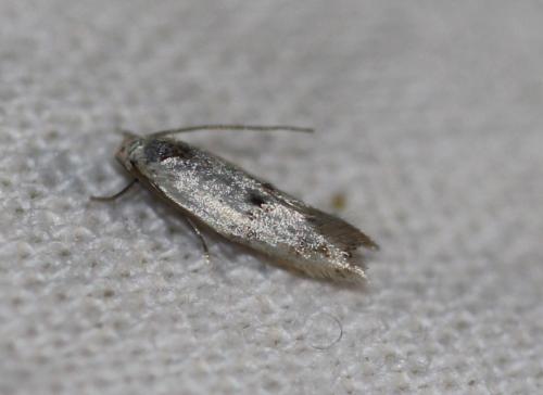 Elachista sp.